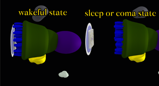 Wakeful state versus sleep or coma: brain screen connected or separated from the thinking organ