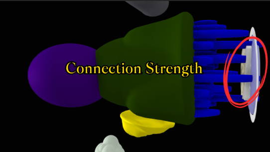 Connection strength between the thinking organ and the brain-screen disc